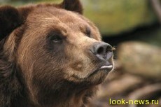 Медведь в Колорадо ограбил магазин с кондитерскими изделиями