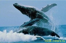 Горбатые киты могут петь брачные песни, забывая о пище