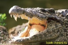 Питерский дворник нашел на помойке крокодила