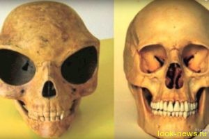 В Дании найден череп с огромными глазницами
