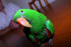 Попугай предотвратил ограбление дома своего хозяина