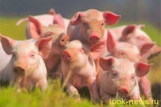 Свиньям в Литве создадут комфортные условия