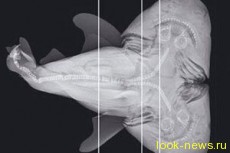 В США выловили двухголовую акулу
