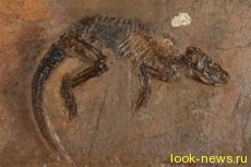 Палеонтолог-любитель нашел предка современных ежей