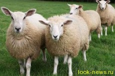 В Париже штат работников ЖКХ пополнился овцами