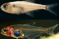 Прозрачная рыбка Амазонки