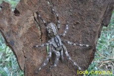 Ученые нашли тарантула очень большого размеров