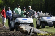 На поле для гольфа вылез трехногий аллигатор