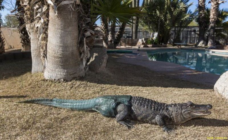 Первый в мире крокодил-инвалид с искусственным хвостом