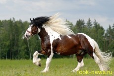 Танкер – порода удивительных лошадей