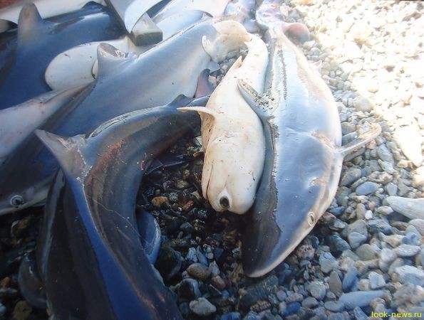 Зубастый Циклоп: в Мексике поймана одноглазая акула-альбинос
