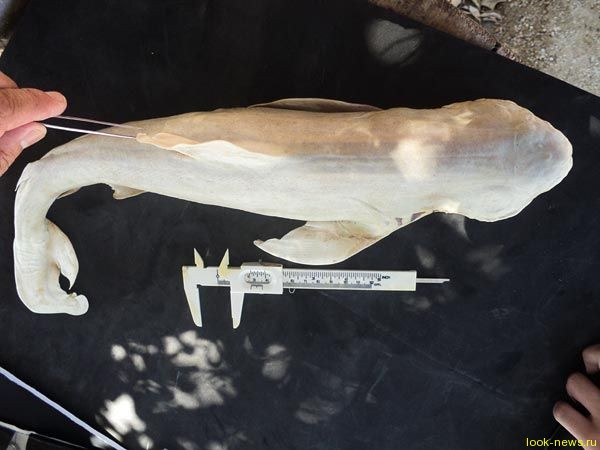 Зубастый Циклоп: в Мексике поймана одноглазая акула-альбинос