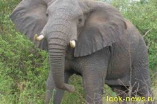 Пьяный турист напугал слона