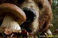 Уникальный фильм "Медведь" переживает второе рождение в Сети