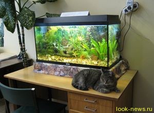 Ученые заявили, что аквариум полезен для психики