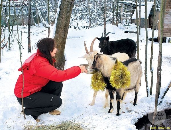 Евгения Добровольская встретила Новый год с козами