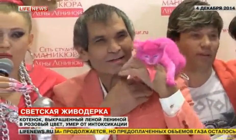 Перекрашенный Леной Лениной в розовый цвет котенок погиб от интоксикации 